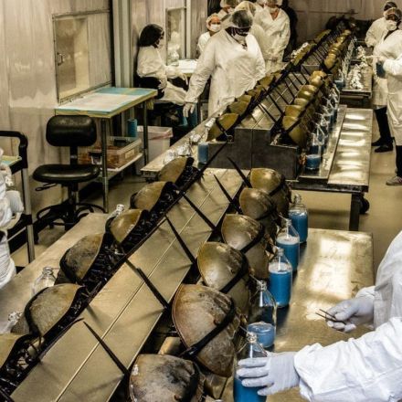 The fight to save horseshoe crabs from the biomedical industry
