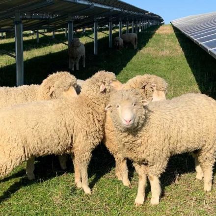 Positively LEX 18: Sheep are stars of KU's new 'Ewe-Tube'