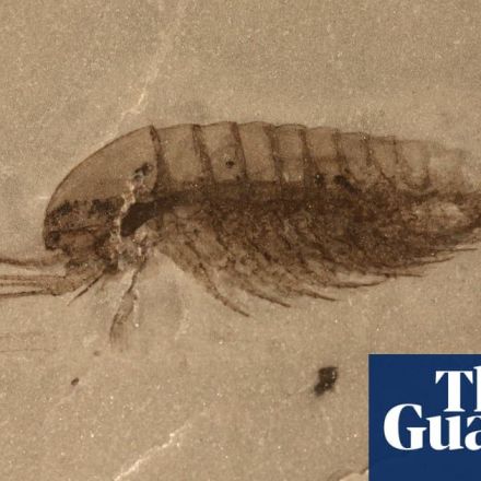 'Mindblowing' haul of fossils over 500m years old unearthed in China