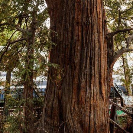 The Unlikely Survival of the 1,081-Year-Old Tree That Gave Palo Alto Its Name