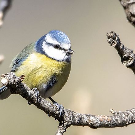 Climate change making birds less colorful, scientists say