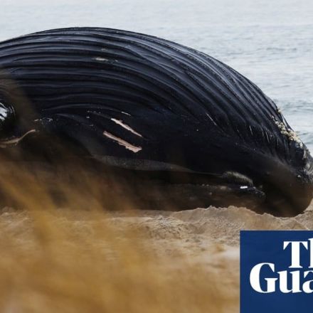 Investigation under way as ninth dead whale washes up in New Jersey