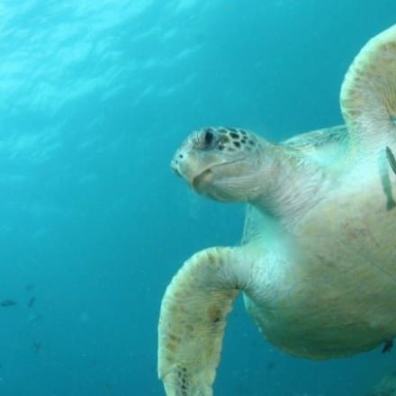 Turtles have '22 per cent chance of dying' if they eat just one piece of plastic