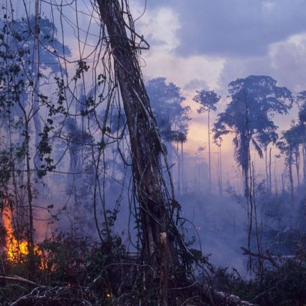 The Amazon Rainforest Now Emits More Greenhouse Gases Than It Absorbs