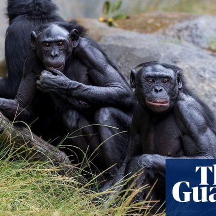 Origins of masturbation traced back to primates 40m years ago