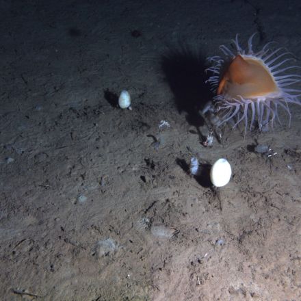 This Intrepid Robot Is the WALL-E of the Deep Sea