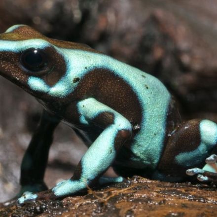 Frog evolution linked to dinosaur asteroid strike