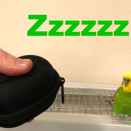 Bird Imitates Zipper Noise