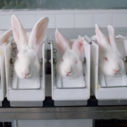 California Just Officially Banned The Sale Of Animal-Tested Cosmetics