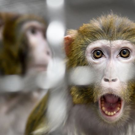 Revealed: Nasa killed all 27 monkeys held at research center on single day in 2019