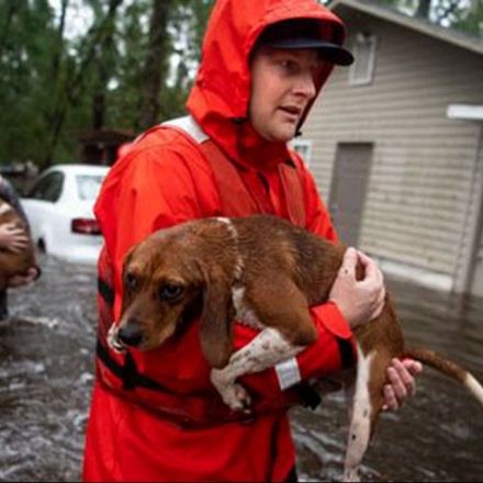 Saving pets without a permit: Good Samaritan arrested after helping animals survive Florence