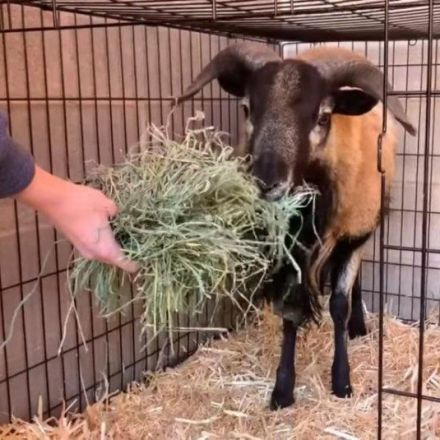 Goat that led police on chase through Las Vegas adopted