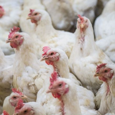 Costco is opening a $440 million chicken farm to escape America's chicken monopoly