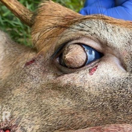 Why a dazed deer in Tennessee had hair growing from its eyeballs