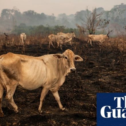 Supermarkets drop Brazilian beef products linked to deforestation
