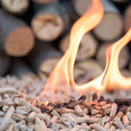 Burning wood for power is ‘misguided’ say climate experts