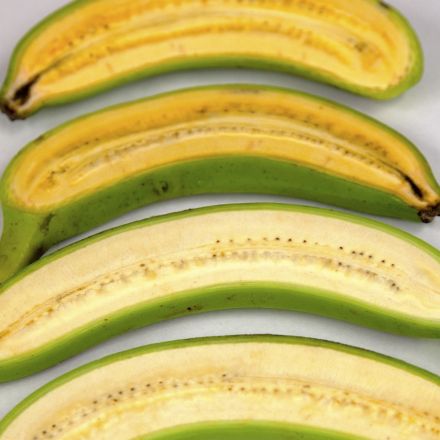 Scientists have created orange vitamin-A rich bananas that could save hundreds of thousands of children