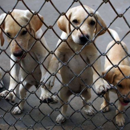Delaware becomes first state to be designated no-kill state for shelter animals