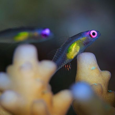 These tiny, mysterious fish may be key to solving coral reef ‘paradox’