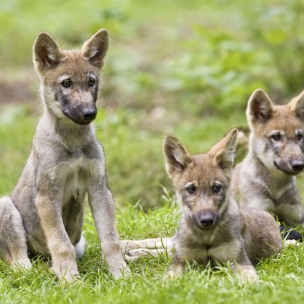 California’s Only Known Gray Wolf Pack Has Eight New Pups Giving Hope To The Future Of Their Species