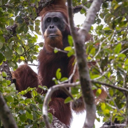 Chocolate giant Cadbury ‘still pushing orangutans towards extinction'