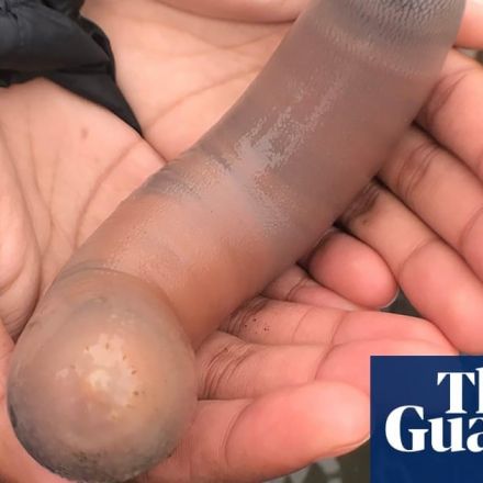 Thousands of 'penis fish' appear on California beach