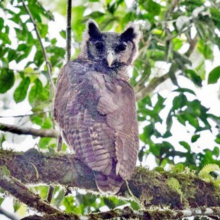 Giant owl not seen for 150 years pictured in wild for first time