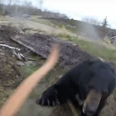 Charging bear attacks hunter in terrifying encounter caught on video