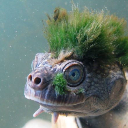 Green-haired turtle that breathes through its genitals added to endangered list