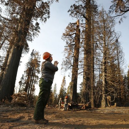 Hundreds of towering giant sequoias killed by the Castle fire — a stunning loss