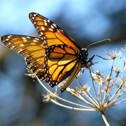 Monarch Butterflies, Dozens of Other Species One Step Closer to Endangered Species Protections