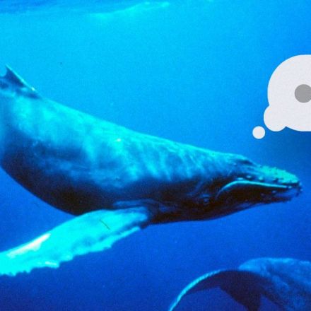Scientists Are Working on an AI to Let Us Talk to Whales