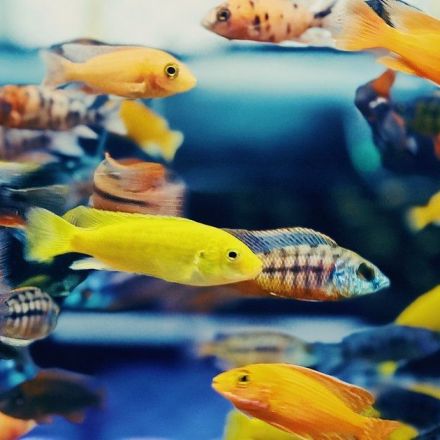 Fish Poop Could Help Us Sustainably Grow The Food Of Our Future