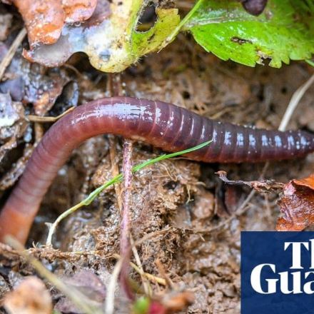 Worms fail to thrive in soil containing microplastics – study