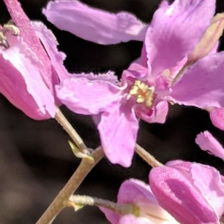 A rare Texas wildflower gets protection under the Endangered Species Act