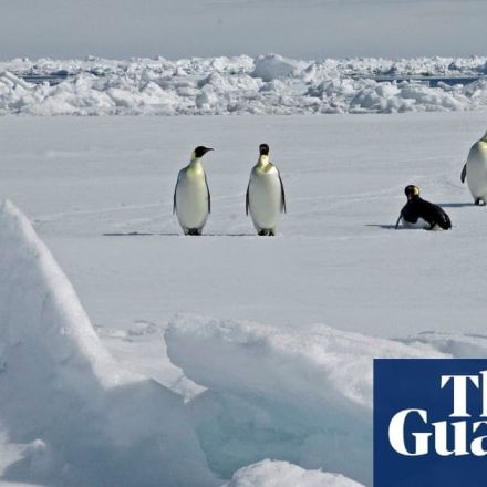 Scientists discover emperor penguin colony in Antarctica using satellite images