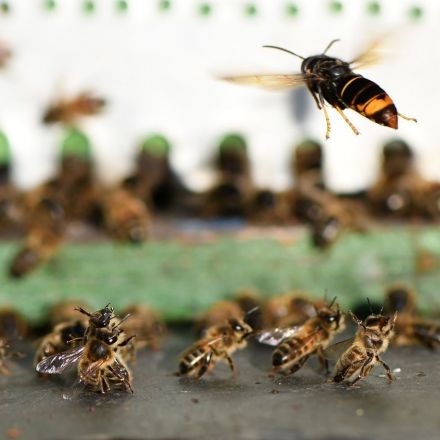 ‘Murder Hornets’ invading U.S. will soon enter their ‘slaughter phase’