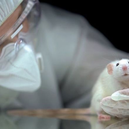 New Law the Beginning of the End of Animal Research?