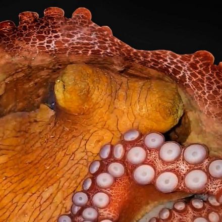 Octopuses may be able to dream and change colour when sleeping