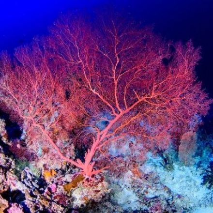 Groundbreaking Coral Reef Recovery Method Accidentally Discovered By A Scientist