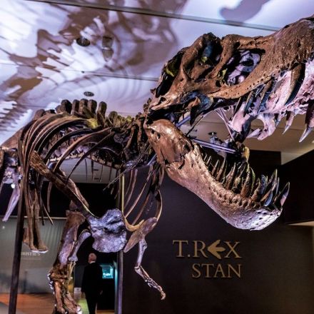 Stan the T. rex sells for record $32 million at auction