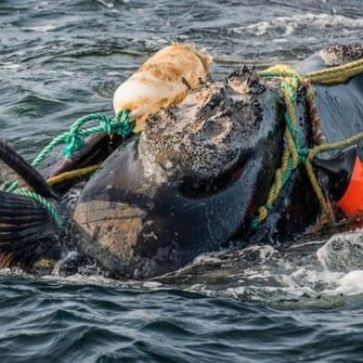 US lobster put on ‘red list’ to protect endangered North Atlantic right whales