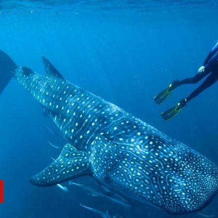 Bomb tests reveal true age of world's largest fish