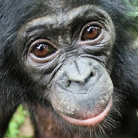 Bonobos Help Strangers Without Being Asked