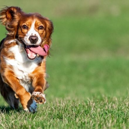 Owning a dog could be key to “successful aging” — study