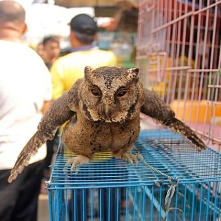 Indonesia’s Owl Trade Jumps 10,000% Thanks To Harry Potter