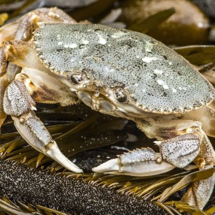 How Dungeness crabs’ complex lifecycle will be affected by climate change