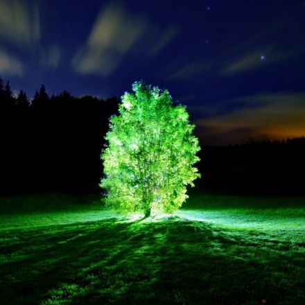 MIT Just Created Living Plants That Glow Like A Lamp, And Could Grow Glowing Trees To Replace Streetlights