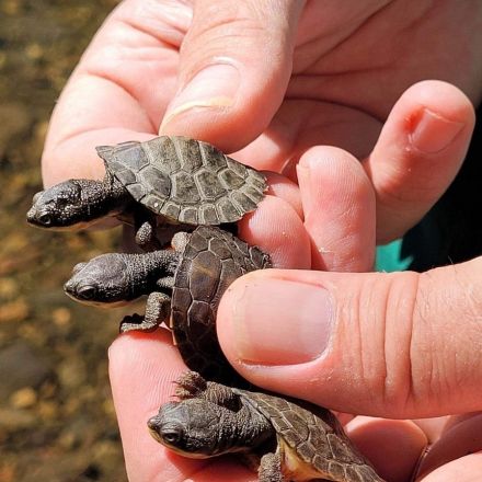 Tiny, 'beautiful' endangered turtle hatchlings spotted in the wild for first time in four years