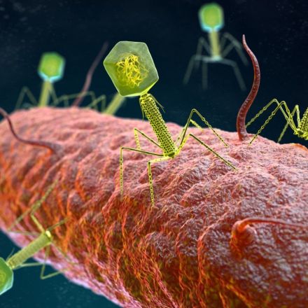 Phage viruses can make superbugs susceptible to antibiotics again